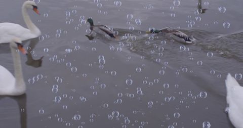 Elegant Swans and Ducks with Bubble Effect on Tranquil Lake - Download Free Stock Images Pikwizard.com