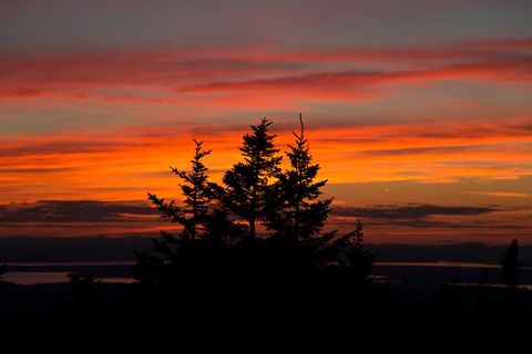 Evergreen Silhouettes Against Fiery Orange Sunset Over Coastal Horizon