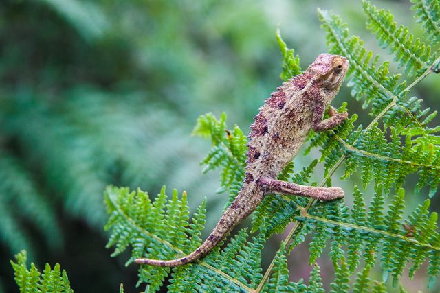 Chameleon Lizard Person - Download Free Stock Photos Pikwizard.com