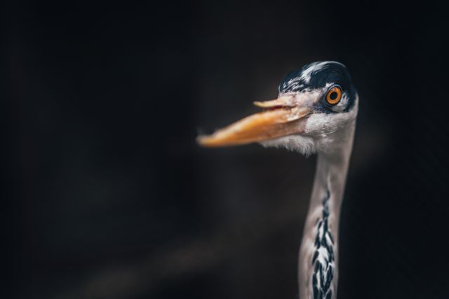 This close-up captures the inquisitive expression of a grey heron against a dark background. Suitable for articles, nature magazines, wildlife conservation campaigns, and educational materials on bird species.