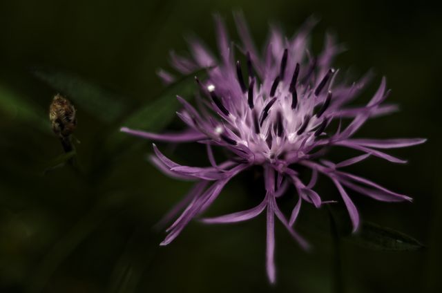 Magnificent close-up of a delicate purple flower on a dark background, highlighting the vibrant petals and intricate details. Ideal for use in nature photography collections, floral designs, botanical studies, or as a calm, naturalistic decor element.