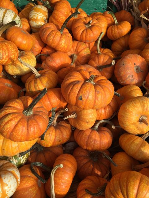 Pumpkins of different sizes and shapes create a vibrant display of autumn harvest. Photo perfect for use in articles and advertisements related to fall festivals, Thanksgiving celebrations, or promoting fresh produce at local markets.