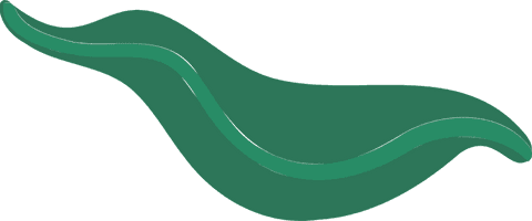 Transparent Organic Leaf Shape in Abstract Green Waves - Download Free Stock Videos Pikwizard.com
