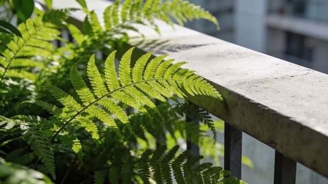 Backlit fern frond arching over balcony railing highlighting serrated leaflets
