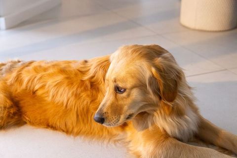 Sunlit Golden Retriever Lying on Pale Tile Floor Near Doorway Calm Indoor Pet Portrait