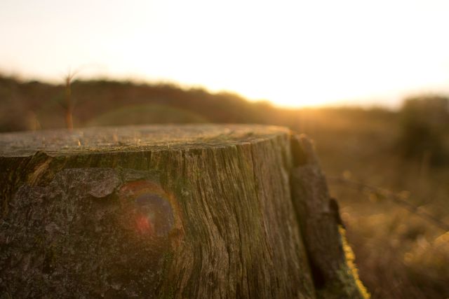 Weathered tree stump with golden sunset in the background creates a tranquil and peaceful scene in nature. Perfect for themes of tranquility, nature, decay, and rural countryside. Could be used in articles about nature's beauty, environmental awareness, peaceful retreats, or illustrating the passage of time.