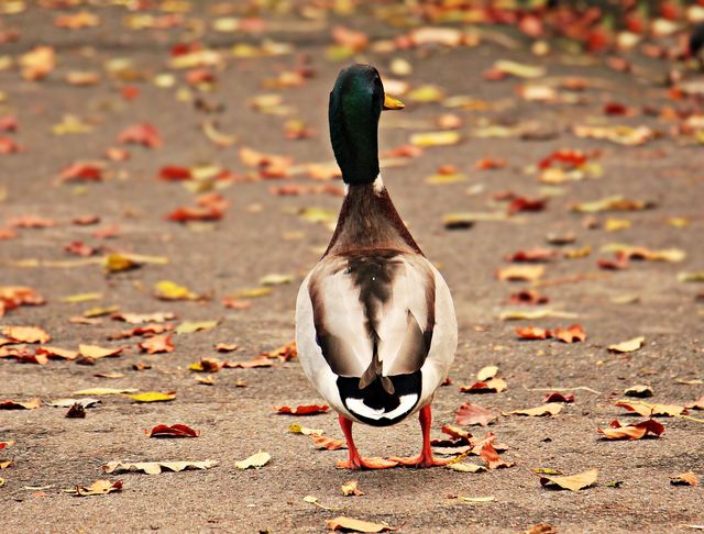 Mallard duck walking on a pathway dotted with fallen autumn leaves. Duck's back side view creates sense of isolation. Use for nature-themed content, wildlife articles, seasonal promotions, or educational materials about wildlife and autumn.