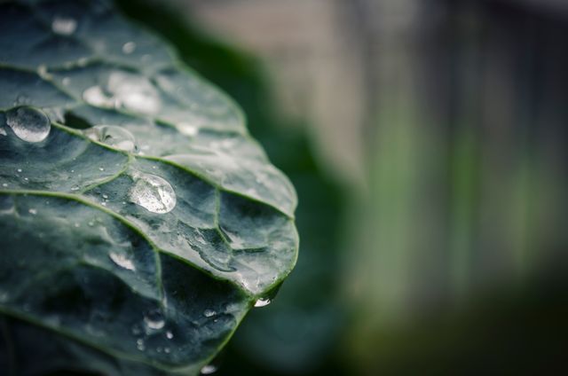 Close-up of a Leaf with Water Droplets After Rain - Download Free Stock Photos Pikwizard.com