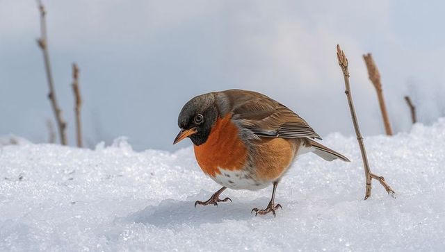 Close-up orange-breasted songbird probing snow with splayed feet in winter meadow