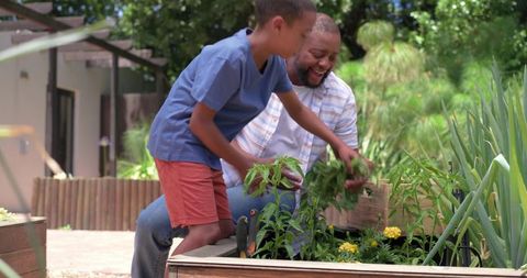 African american father and son gardening together, planting vegetables in backyard raised bed