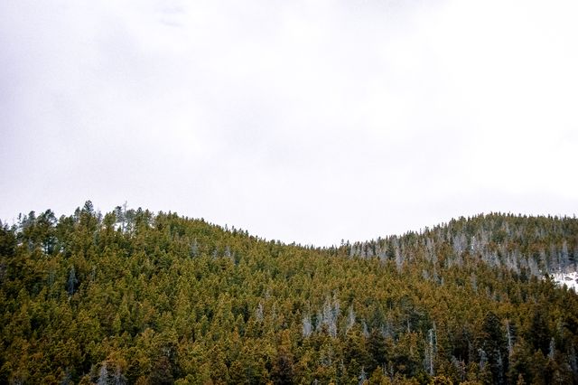 Dense Evergreen Forest on Rolling Hills Under Cloudy Sky - Download Free Stock Photos Pikwizard.com