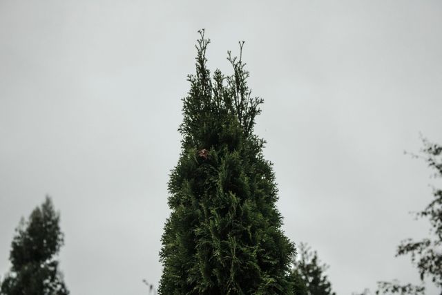 Evergreen tree standing tall against a cloudy sky, emphasizing its lush green foliage. Suitable for use in nature-themed designs, gardening publications, or environmental campaigns focused on outdoor beauty and tranquility.