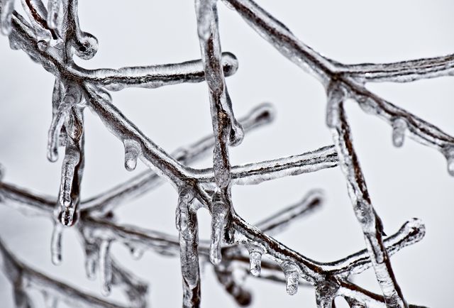 Bare tree branches covered with ice capture the freezing temperature of winter. This image is perfect for illustrating winter weather, nature's beauty, and cold climate conditions. It can be used in seasonal articles, weather forecasts, or nature websites.