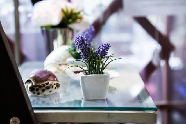 Lavender in a white pot sits next to a seashell on a glass table. The setup includes a soft focus background, suggesting an indoor environment with natural lighting. Ideal for use in blogs about home decor, relaxation, and indoor gardening.