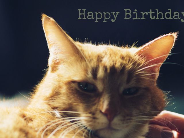 Image of a calm cat with 'Happy Birthday' text, ideal for creating birthday greeting cards for pet lovers. Perfect for stationary, messages, and event invitations related to pets and celebrations.