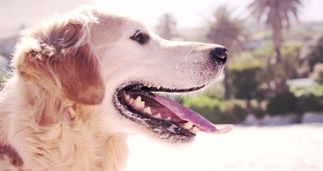 Golden retriever breathing outside in the sun in slow motion - Download Free Stock Photos Pikwizard.com