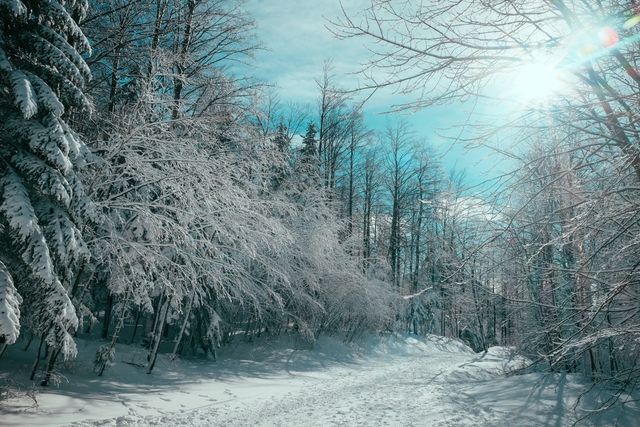 Snowy Trail Through Winter Forest Under Bright Sun - Download Free Stock Photos Pikwizard.com
