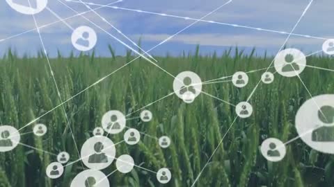 Digital Network Concept with Icons Floating Over Wheat Field