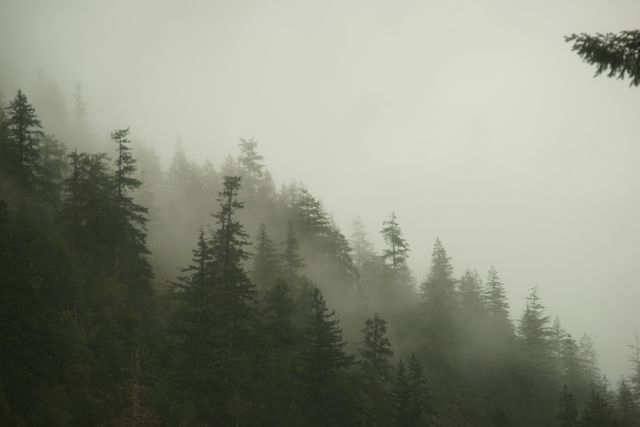 Misty Forest with Tall Evergreen Trees on a Foggy Day - Download Free Stock Photos Pikwizard.com
