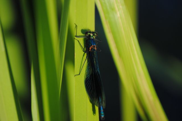 Close-up view of a damselfly resting on a green leaf, highlighting its intricate details and vibrant colors. This detailed nature scene is suitable for educational illustrations in biology textbooks, environmental blogs, insect study guides, and entomology presentations.
