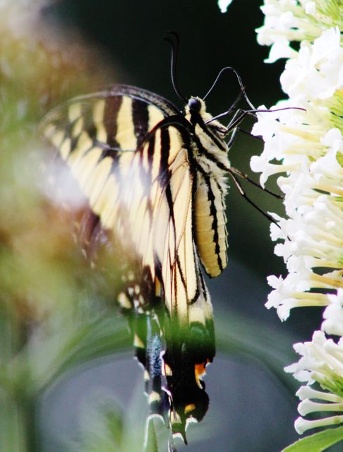 Vivid image showing detailed view of a tiger swallowtail butterfly on a white flower. Great for gardening blogs, wildlife magazines, educational materials about butterflies and pollinators, and nature photography collections.