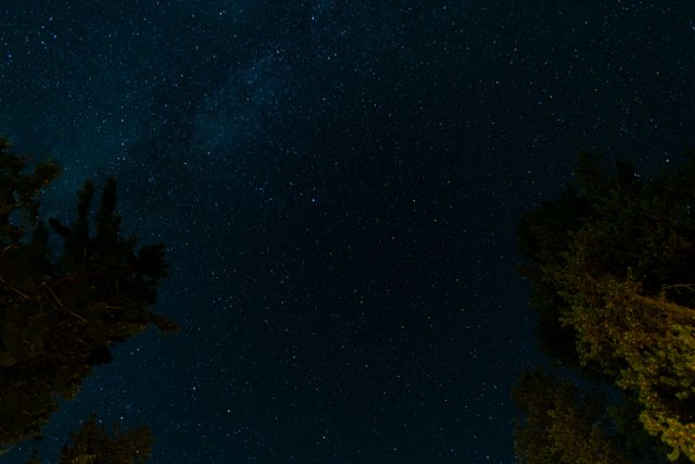 Starry Night Sky with Silhouetted Trees - Download Free Stock Photos Pikwizard.com