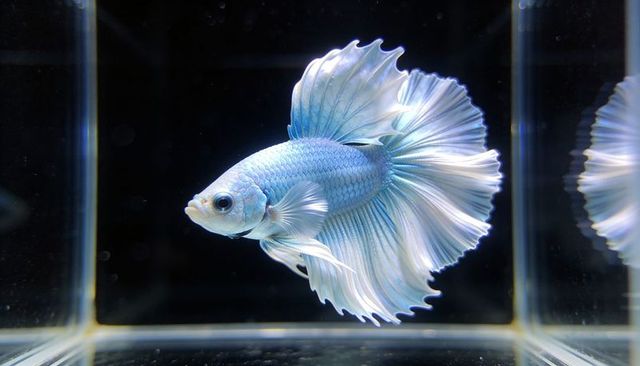 Pale blue betta swimming with flowing ruffled fins and reflective glass tank