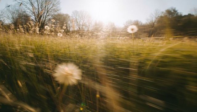 Sunlit Dandelion in Vibrant Meadow Capturing Nature's Grace