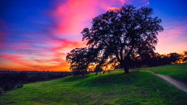 Majestic Oak Tree under Vibrant Sunset Sky in Rolling Green Hills - Download Free Stock Photos Pikwizard.com