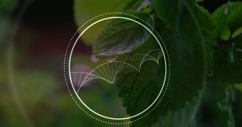 DNA Helix and Basil Leaf with Water Artistic Integration