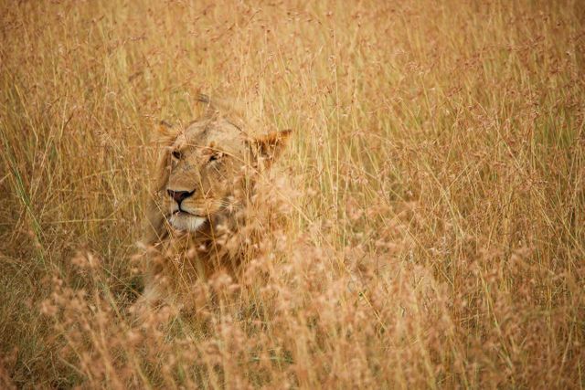 A lioness nestled among tall golden grass in a savannah landscape, effectively camouflaging in her natural habitat. Ideal for use in wildlife documentaries, educational materials, presentations about natural habitats and predator-prey interactions.