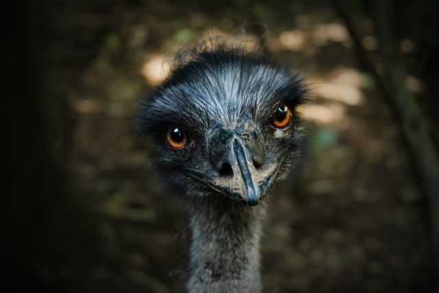 Close-up portrait of an emu focusing on its eyes and facial features. Ideal for use in wildlife presentations, educational materials on birds, zoos, and nature documentaries. Serves as an attention-grabbing visual for marketing materials related to wildlife conservation.