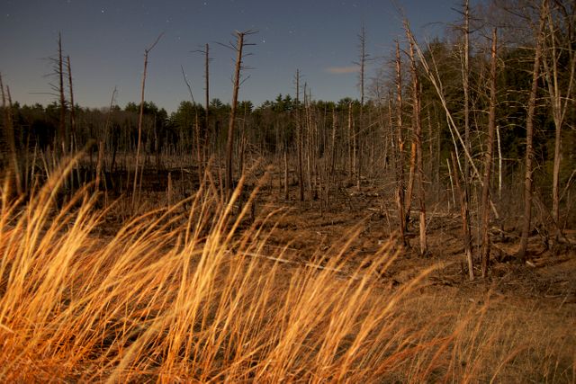 Abandoned Forest with Dead Trees Under Moonlight - Download Free Stock Photos Pikwizard.com