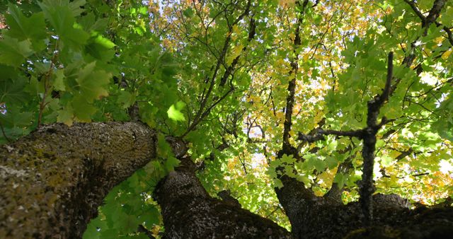 Close up of tree with green and yellow autumn leaves over blue sky on sunny day. Autumn, seasons, nature and weather.