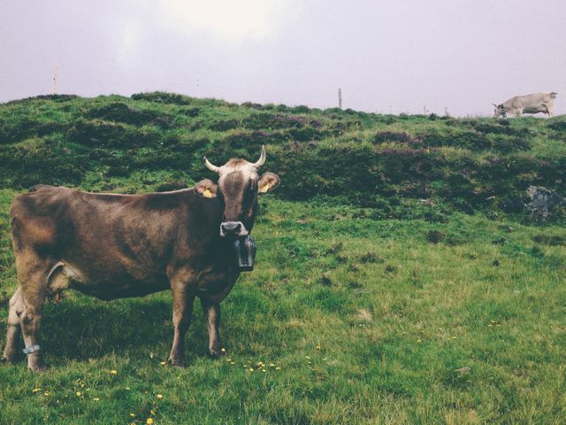 Cow standing in a green field, ideal for content related to farming, agriculture, livestock, and rural lifestyle. Could be used in advertisements promoting agricultural products, farming equipment, or dairy products.