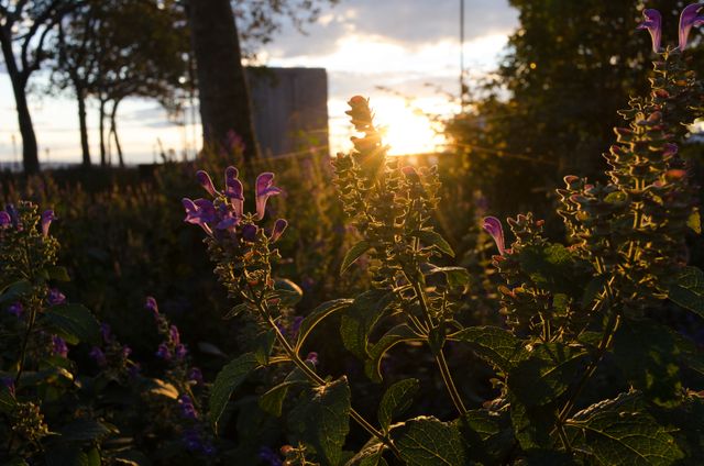 Vibrant Wildflowers Blooming During Golden Hour in Scenic Garden - Download Free Stock Photos Pikwizard.com