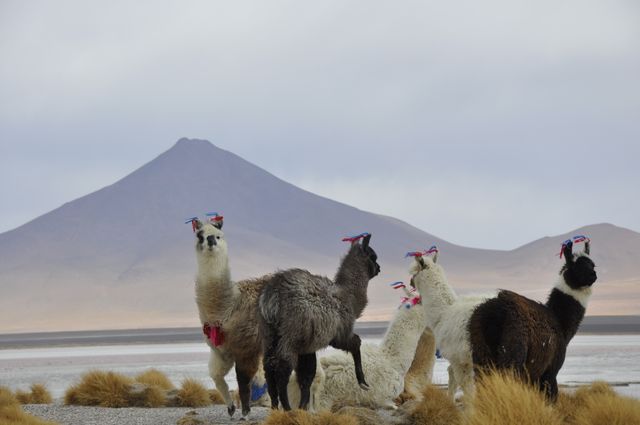 Llamas with colorful decorations are grazing in a dry, grassy highland with a majestic mountain range in the background. Perfect for travel guides, South American wildlife documentaries, adventure travel brochures, and educational materials about Andean culture and geography.