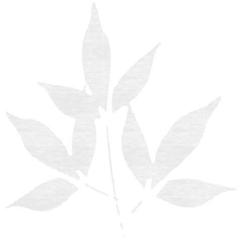 white leaf pattern isolated on transparent background - Download Free Stock Videos Pikwizard.com