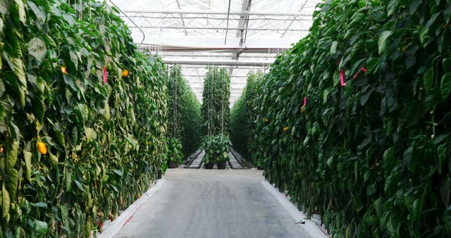 Depicts lush green plants and yellow bell peppers growing inside a large greenhouse. Ideal for usage in publications about organic farming, sustainable agriculture, indoor gardening, and modern horticultural techniques. Suitable for articles on food production and sustainable farming practices.