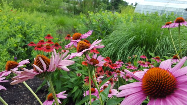 Blooming Coneflowers in Vibrant Garden during Summer - Download Free Stock Photos Pikwizard.com