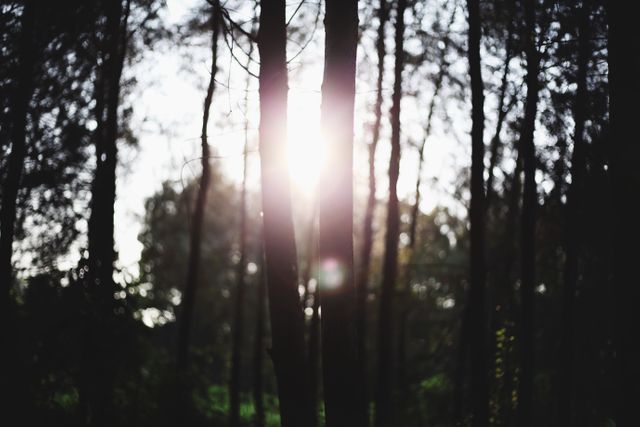 Sunlight shining through tall trees in a dense forest. Ideal for nature-themed content, eco-awareness campaigns, relaxation backgrounds, or outdoor adventure promotions.