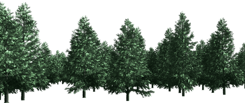 Transparent Snow Covered Christmas Trees Winter Festivity Background - Download Free Stock Videos Pikwizard.com