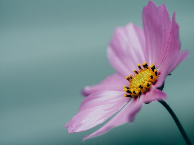 Close-up of Blooming Pink Cosmos Flower Against Blurred Background - Download Free Stock Photos Pikwizard.com