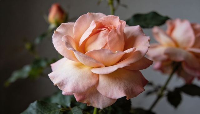 Peach pink rose bloom closeup with layered petals and soft bokeh for romantic event design