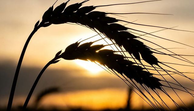 Golden sunrise wheat silhouettes leaning right with long awns over rustic horizon