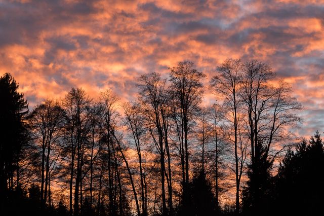 Silhouette of Bare Trees Against Vibrant Sunset Sky - Download Free Stock Photos Pikwizard.com