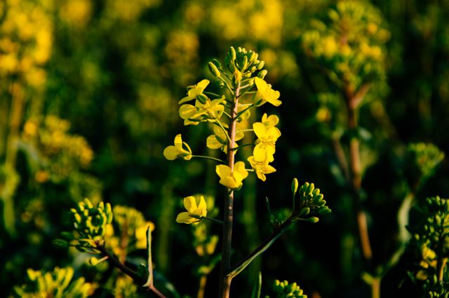 Close-up of yellow flowers blooming in a lush field during springtime. Ideal for advertisements, gardening blogs, seasonal promotions, and nature-related content.