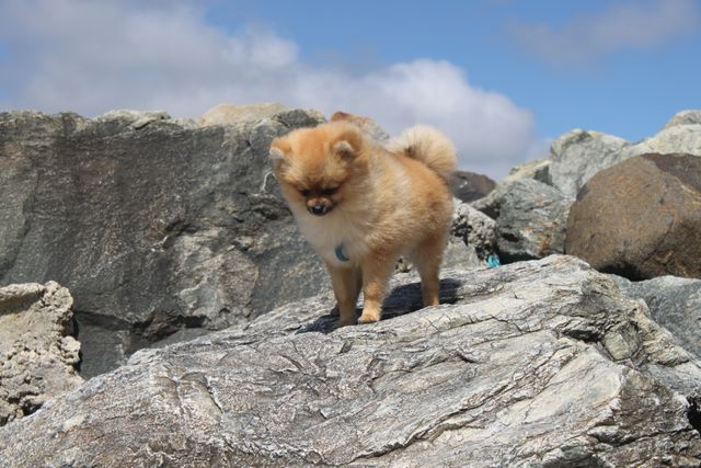 Pomeranian puppy exploring rocky terrain against a bright sky. This scene captures the adventurous spirit and adorableness of a fluffy puppy in an outdoor setting. Perfect for use in pet care advertisements, animal shelter campaigns, or nature and adventure themed projects.