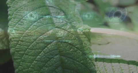 Macro green leaf revealing textured veins with cyan hud overlay and planter rim