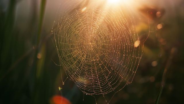 Dew-Kissed Spider Web in Morning Light